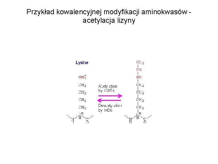 Przykład kowalencyjnej modyfikacji aminokwasów acetylacja lizyny 