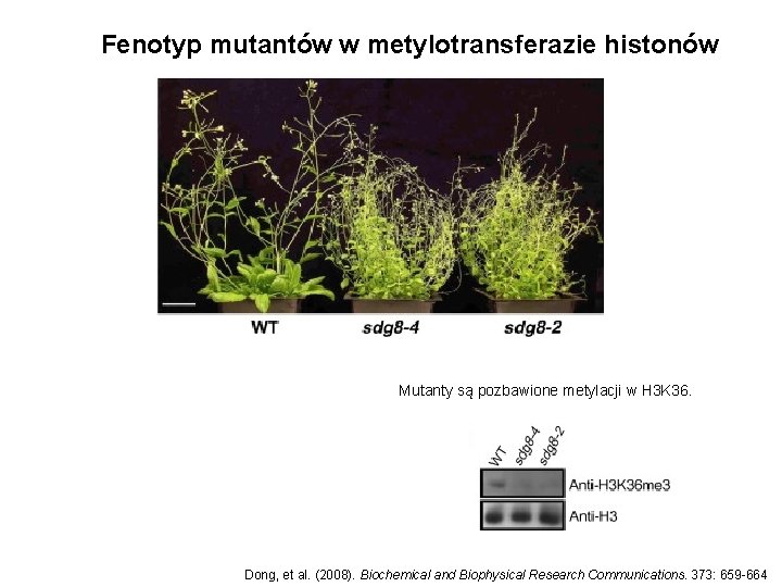 Fenotyp mutantów w metylotransferazie histonów Mutanty są pozbawione metylacji w H 3 K 36.