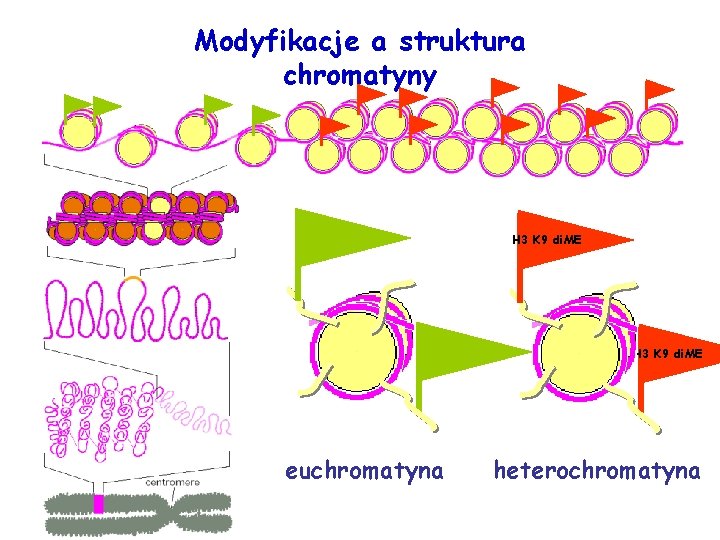 Modyfikacje a struktura chromatyny H 3 K 9 di. ME euchromatyna heterochromatyna 