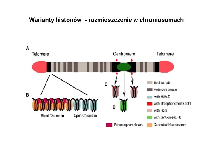 Warianty histonów - rozmieszczenie w chromosomach 