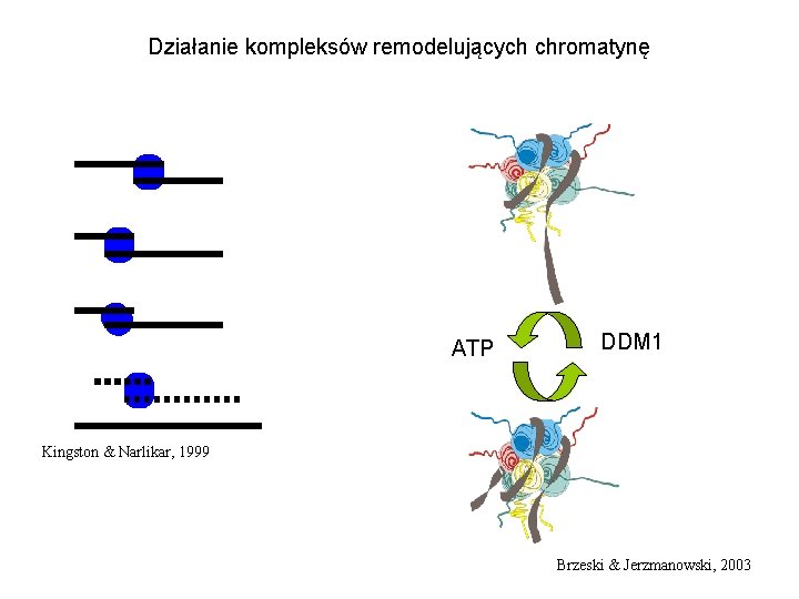 Działanie kompleksów remodelujących chromatynę ATP DDM 1 Kingston & Narlikar, 1999 Brzeski & Jerzmanowski,