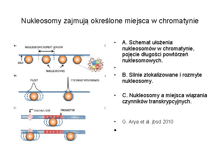 Nukleosomy zajmują określone miejsca w chromatynie • • • A. Schemat ułożenia nukleosomów w