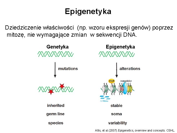 Epigenetyka Dziedziczenie właściwości (np. wzoru ekspresji genów) poprzez mitozę, nie wymagające zmian w sekwencji