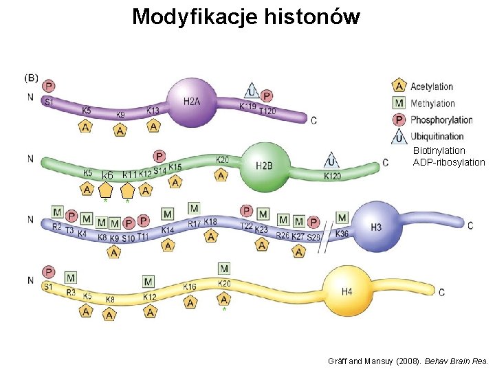 Modyfikacje histonów Biotinylation ADP-ribosylation k 6 k 11 * * * Gräff and Mansuy