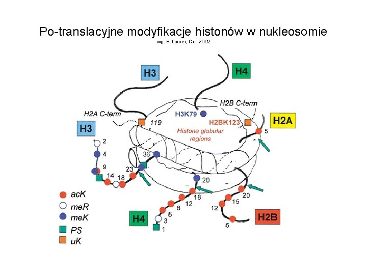 Po-translacyjne modyfikacje histonów w nukleosomie wg. B. Turner, Cell 2002 