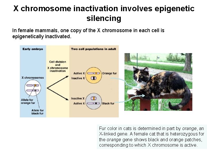X chromosome inactivation involves epigenetic silencing In female mammals, one copy of the X