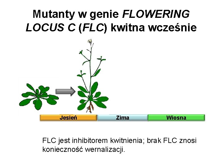 Mutanty w genie FLOWERING LOCUS C (FLC) kwitna wcześnie Jesień Zima Wiosna FLC jest