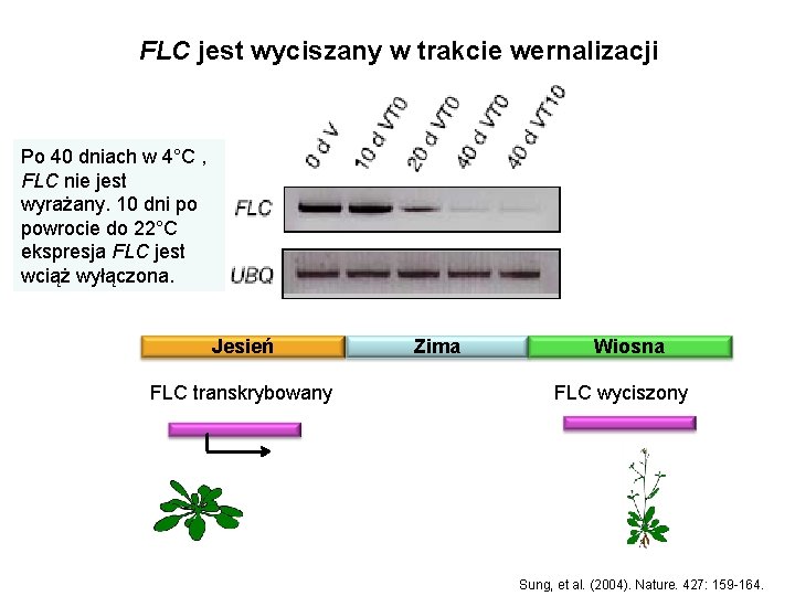 FLC jest wyciszany w trakcie wernalizacji Po 40 dniach w 4°C , FLC nie