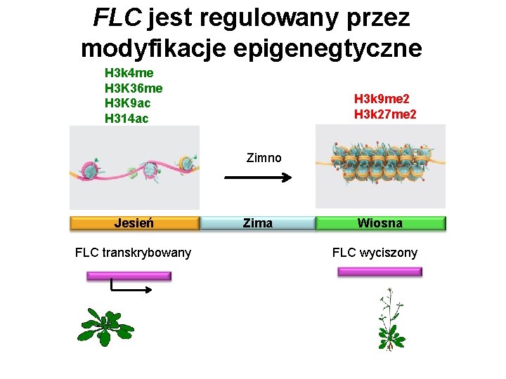 FLC jest regulowany przez modyfikacje epigenegtyczne H 3 k 4 me H 3 K