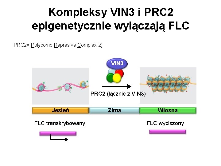 Kompleksy VIN 3 i PRC 2 epigenetycznie wyłączają FLC PRC 2= Polycomb Represive Complex