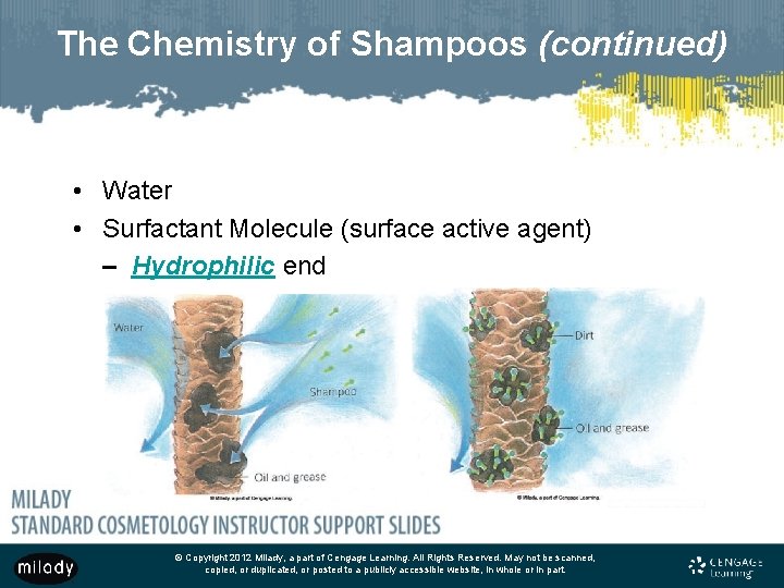 The Chemistry of Shampoos (continued) • Water • Surfactant Molecule (surface active agent) –