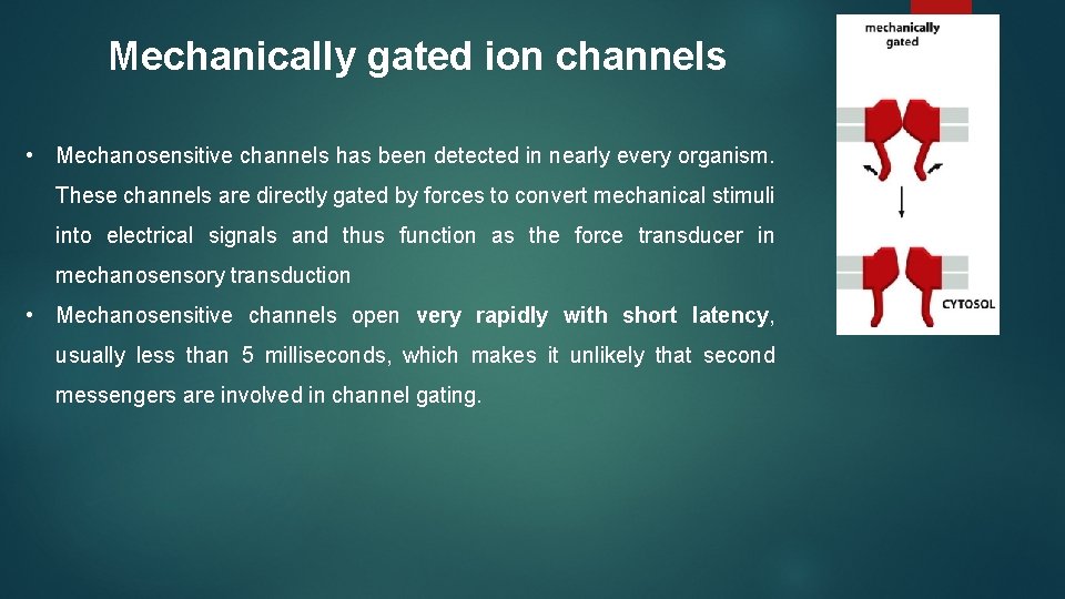 Mechanically gated ion channels • Mechanosensitive channels has been detected in nearly every organism.