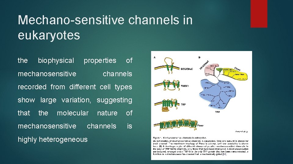 Mechano-sensitive channels in eukaryotes the biophysical properties mechanosensitive of channels recorded from different cell