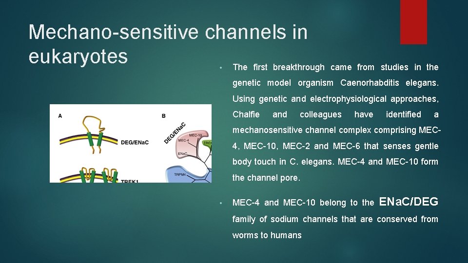 Mechano-sensitive channels in eukaryotes The first breakthrough came from studies in the • genetic