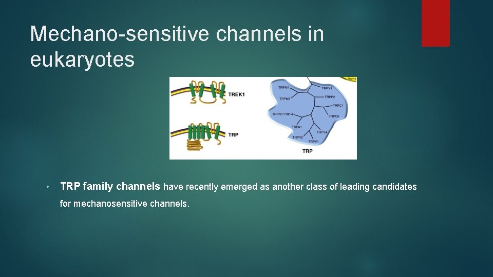 Mechano-sensitive channels in eukaryotes • TRP family channels have recently emerged as another class