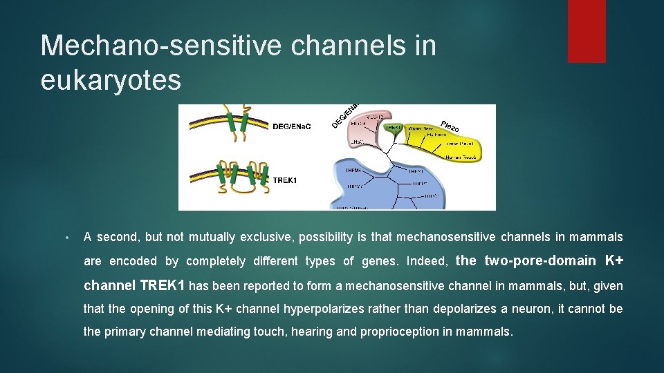 Mechano-sensitive channels in eukaryotes • A second, but not mutually exclusive, possibility is that