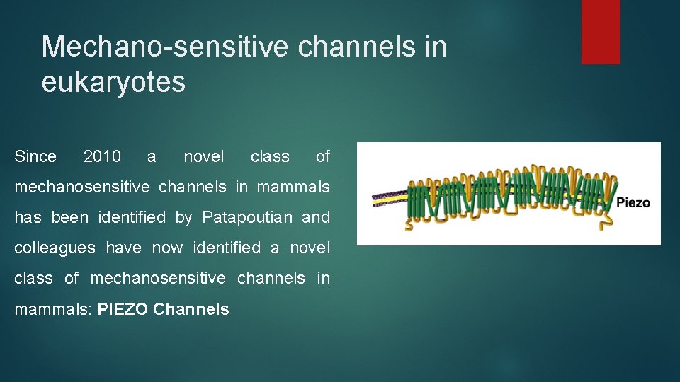 Mechano-sensitive channels in eukaryotes Since 2010 a novel class of mechanosensitive channels in mammals