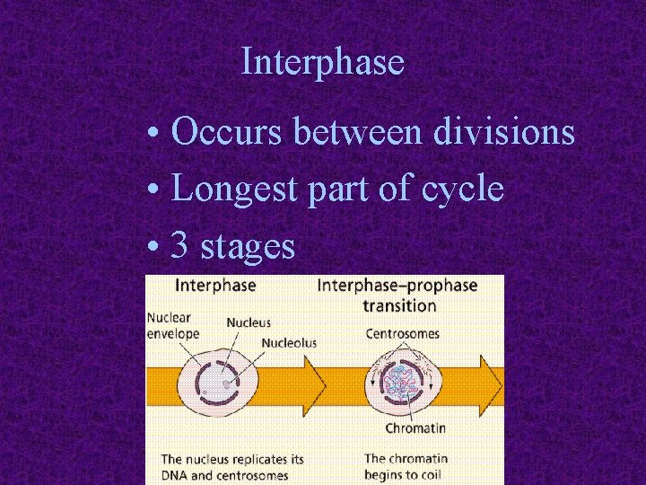 Interphase • Occurs between divisions • Longest part of cycle • 3 stages 