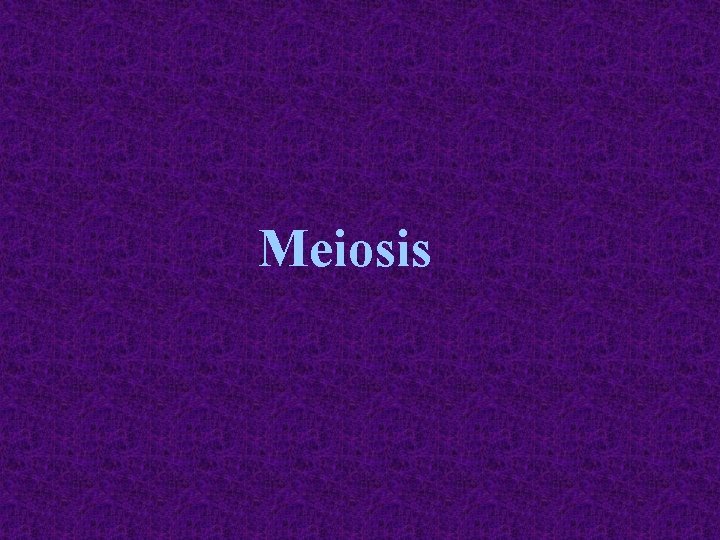 Meiosis 