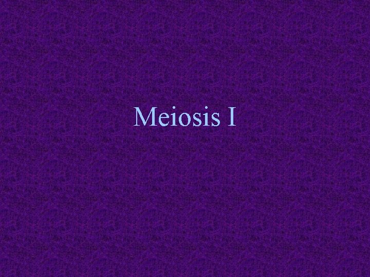 Meiosis I 