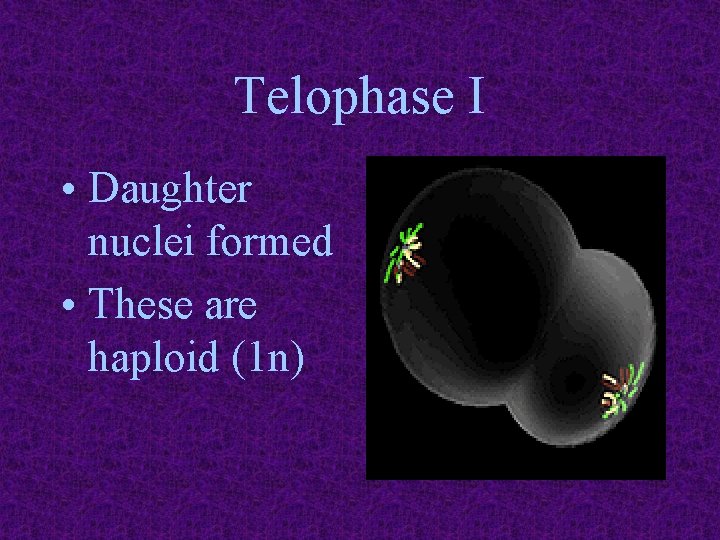 Telophase I • Daughter nuclei formed • These are haploid (1 n) 