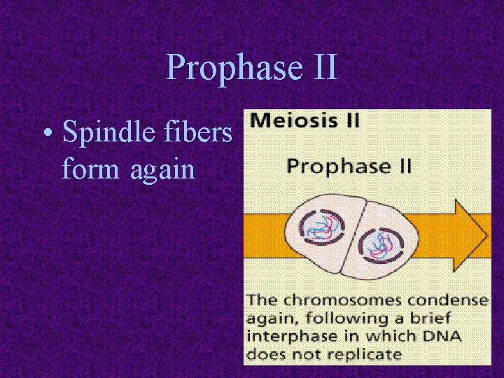 Prophase II • Spindle fibers form again 