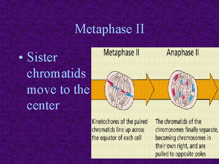 Metaphase II • Sister chromatids move to the center 