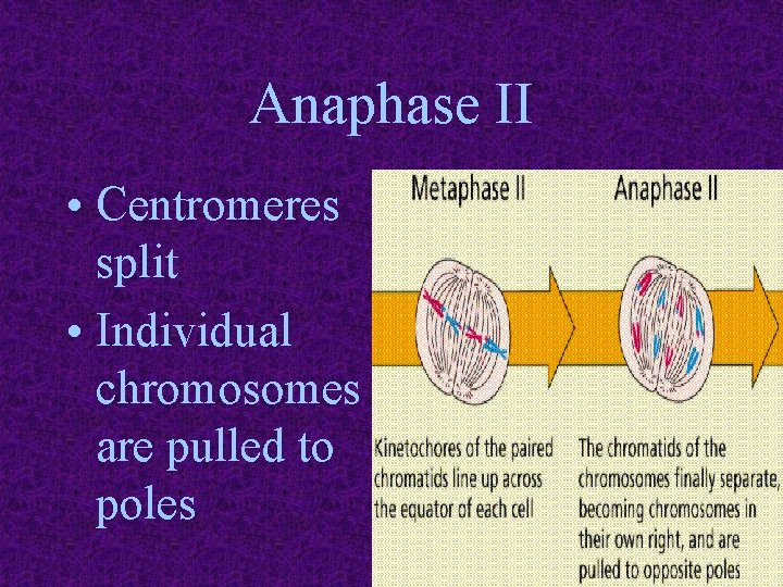 Anaphase II • Centromeres split • Individual chromosomes are pulled to poles 