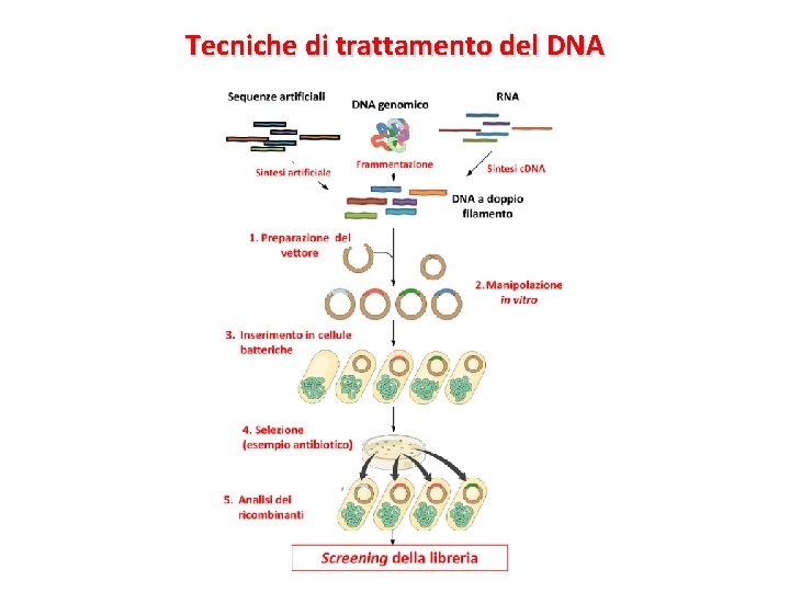 Tecniche di trattamento del DNA 