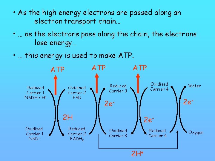  • As the high energy electrons are passed along an electron transport chain…