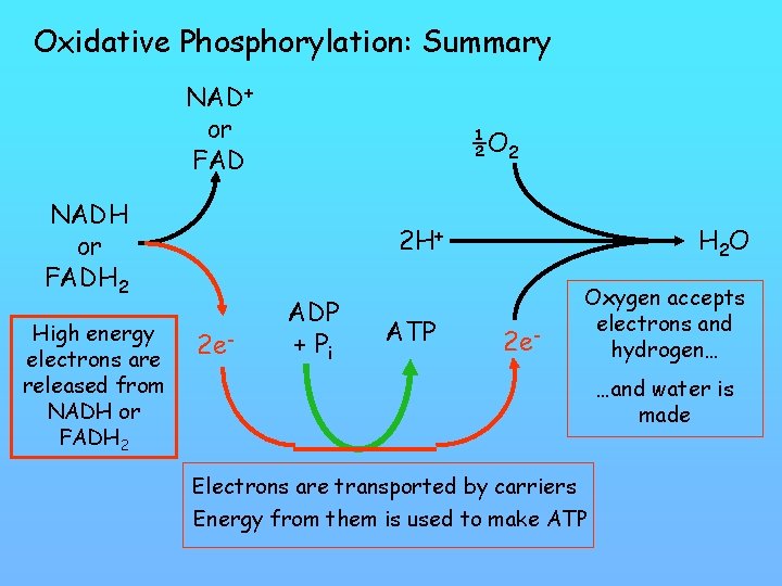 Oxidative Phosphorylation: Summary NAD+ or FAD NADH or FADH 2 High energy electrons are