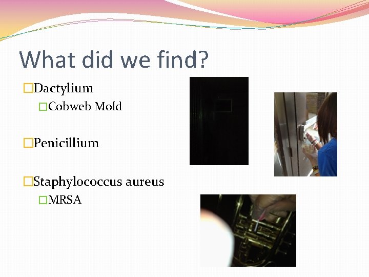 What did we find? �Dactylium �Cobweb Mold �Penicillium �Staphylococcus aureus �MRSA 