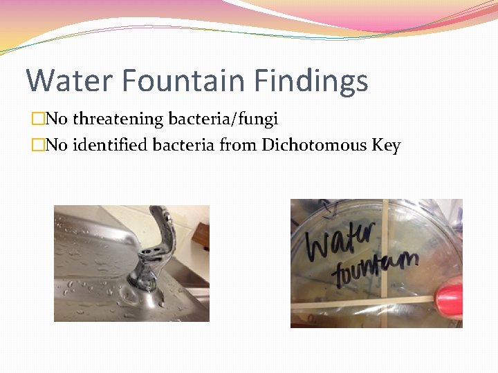 Water Fountain Findings �No threatening bacteria/fungi �No identified bacteria from Dichotomous Key 