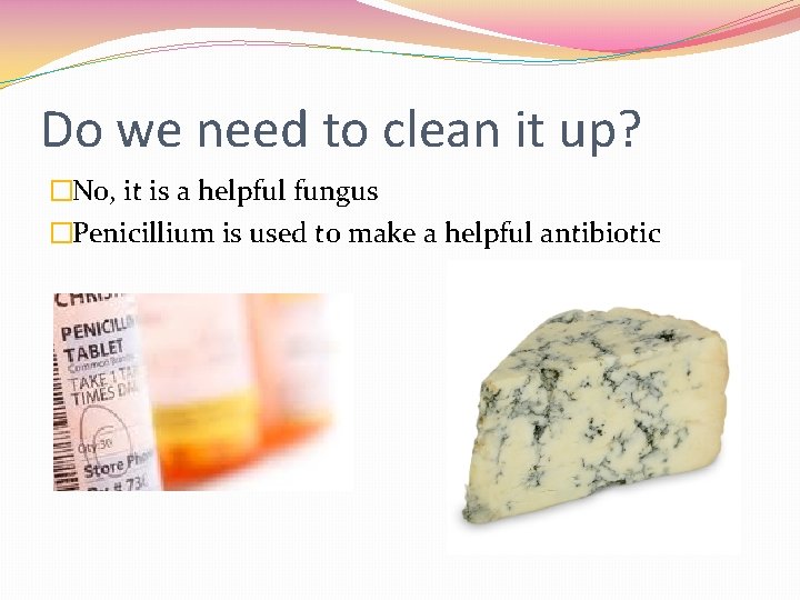 Do we need to clean it up? �No, it is a helpful fungus �Penicillium