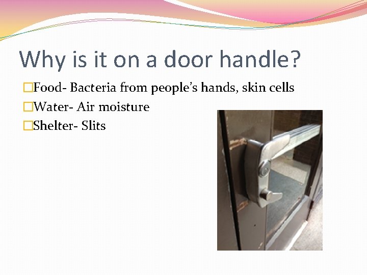 Why is it on a door handle? �Food- Bacteria from people’s hands, skin cells
