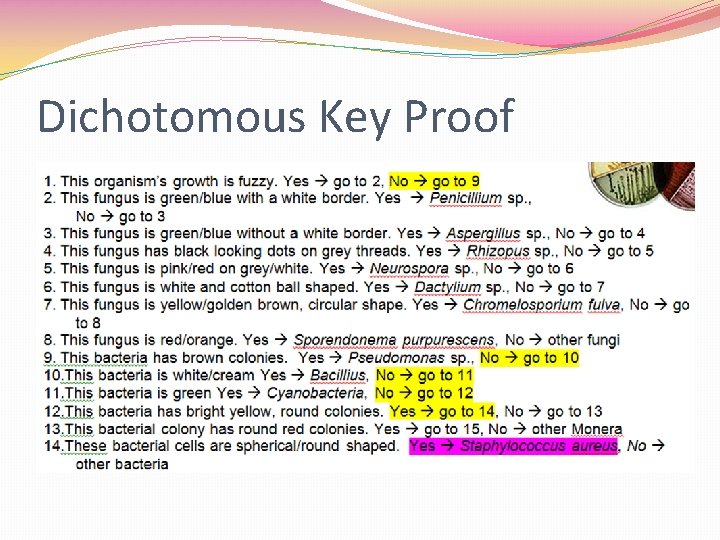Dichotomous Key Proof 