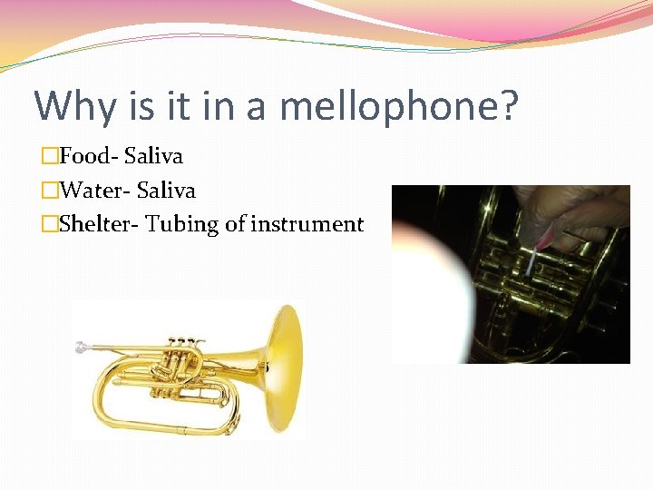 Why is it in a mellophone? �Food- Saliva �Water- Saliva �Shelter- Tubing of instrument