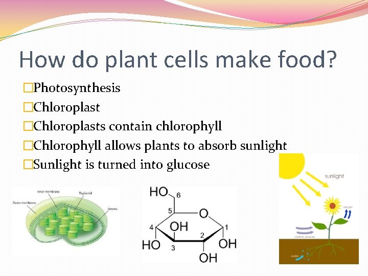 How do plant cells make food? �Photosynthesis �Chloroplasts contain chlorophyll �Chlorophyll allows plants to