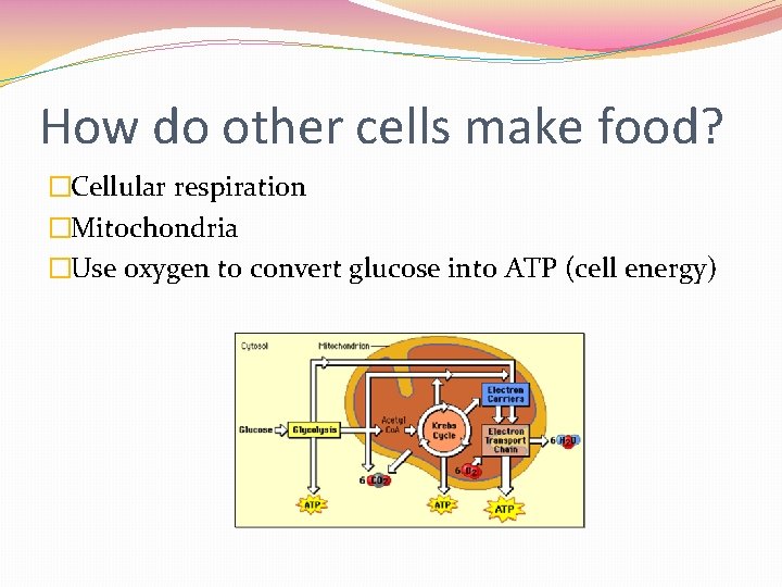 How do other cells make food? �Cellular respiration �Mitochondria �Use oxygen to convert glucose