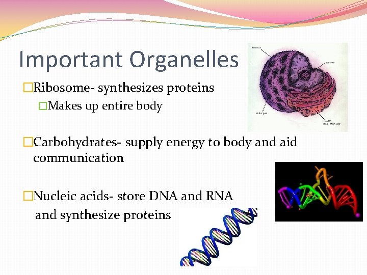 Important Organelles �Ribosome- synthesizes proteins �Makes up entire body �Carbohydrates- supply energy to body