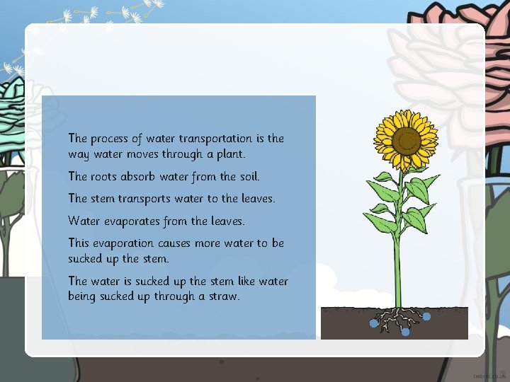 The process of water transportation is the way water moves through a plant. The