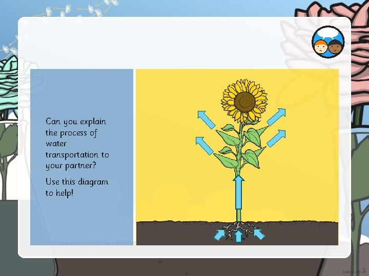 Can you explain the process of water transportation to your partner? Use this diagram