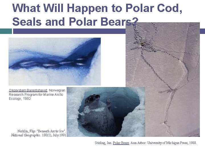 What Will Happen to Polar Cod, Seals and Polar Bears? Okosystem Barentshavet. Norwegian Research