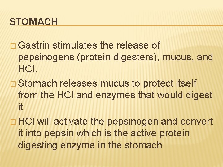 STOMACH � Gastrin stimulates the release of pepsinogens (protein digesters), mucus, and HCl. �