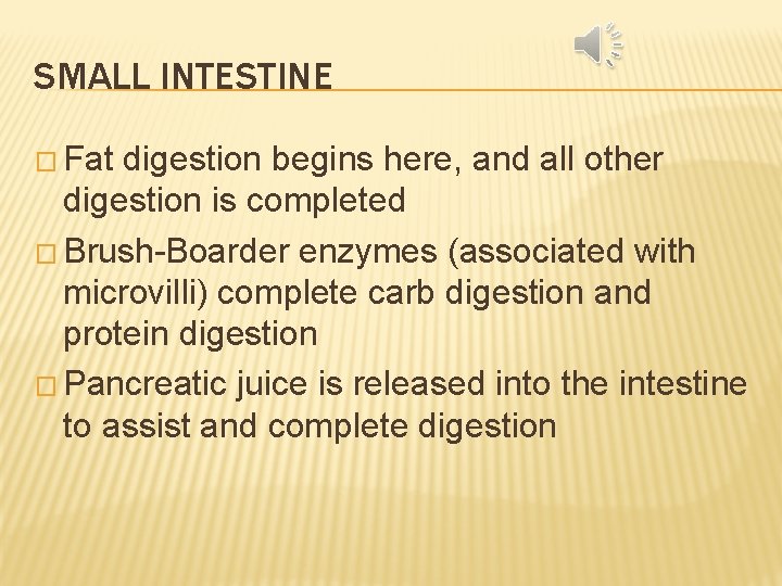 SMALL INTESTINE � Fat digestion begins here, and all other digestion is completed �