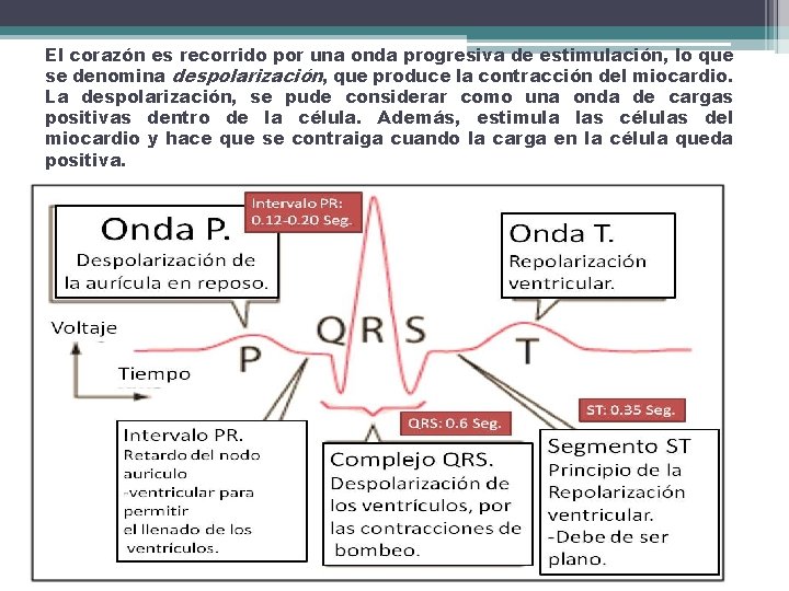 El corazón es recorrido por una onda progresiva de estimulación, lo que se denomina