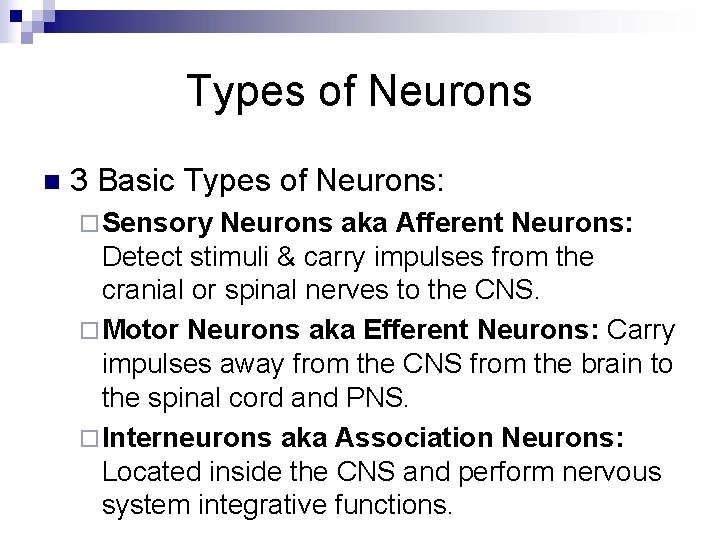 Types of Neurons n 3 Basic Types of Neurons: ¨ Sensory Neurons aka Afferent