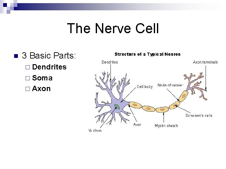 The Nerve Cell n 3 Basic Parts: ¨ Dendrites ¨ Soma ¨ Axon 