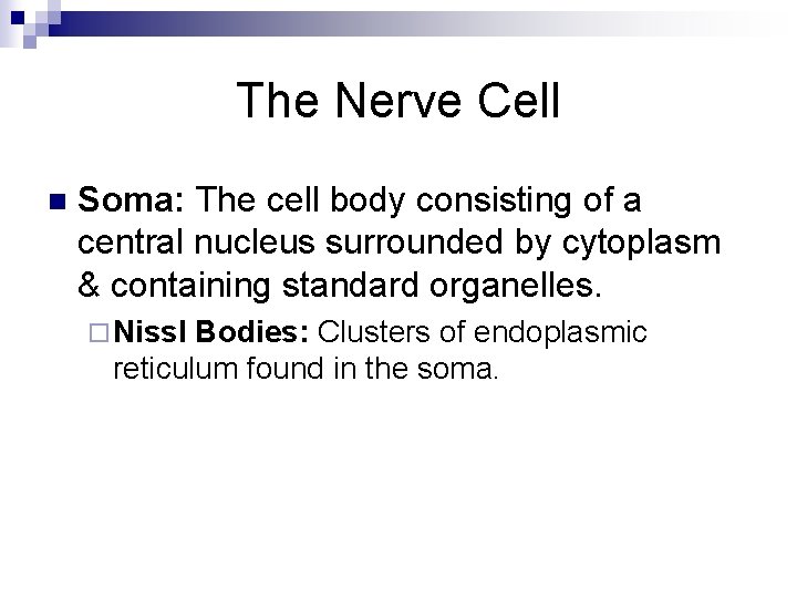 The Nerve Cell n Soma: The cell body consisting of a central nucleus surrounded