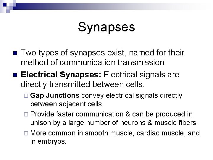 Synapses n n Two types of synapses exist, named for their method of communication